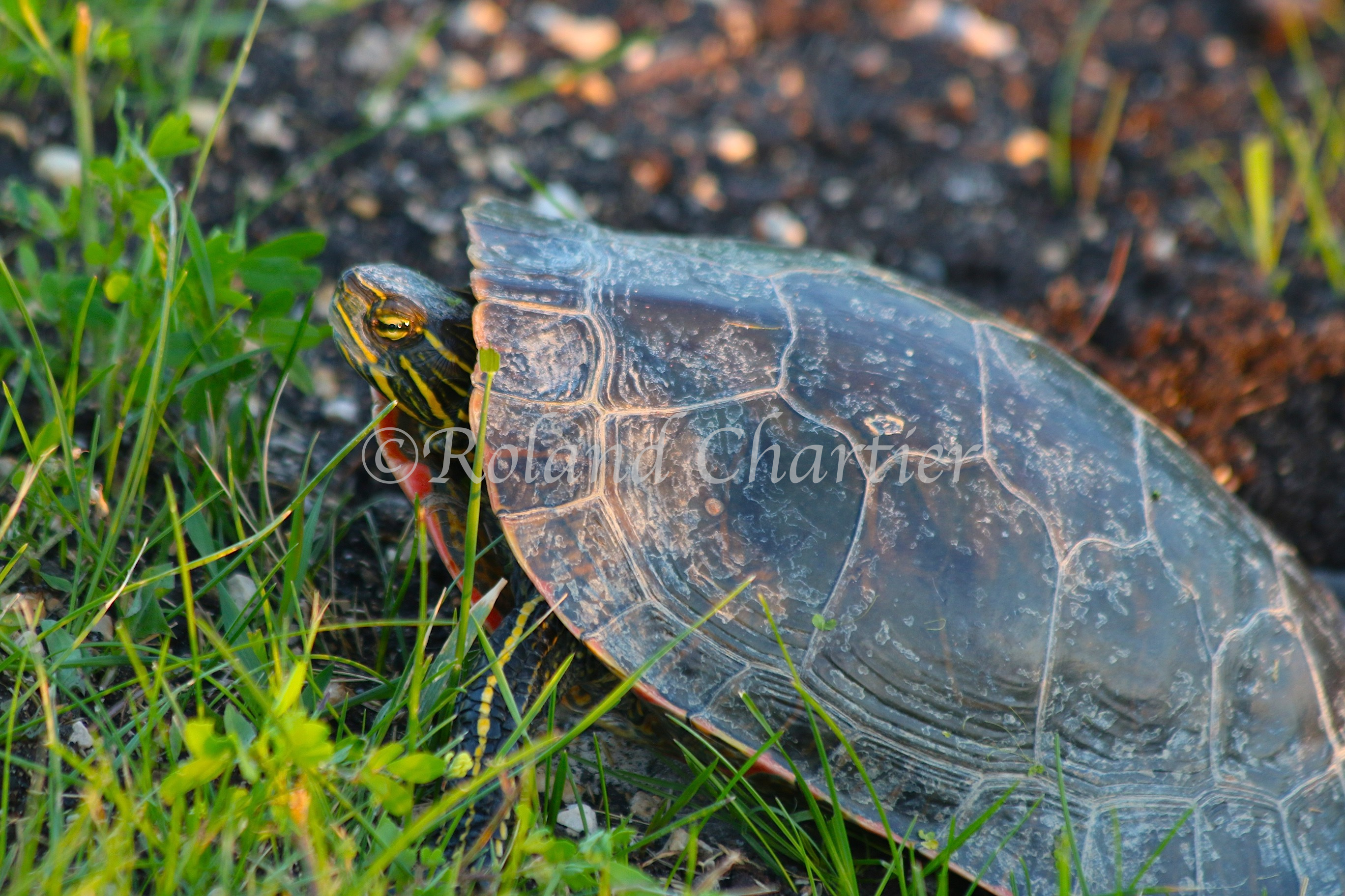 Snapping turtle walking up a grass patch.